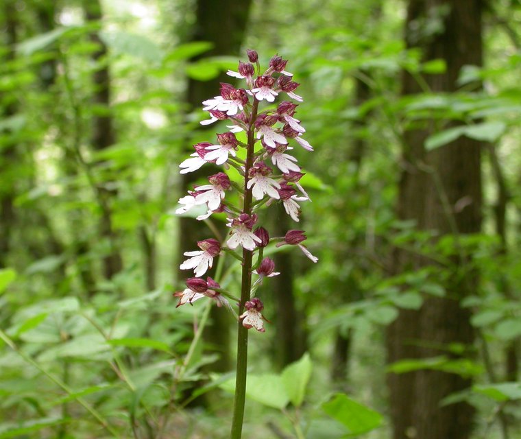 vochtig hakhout purperorchis