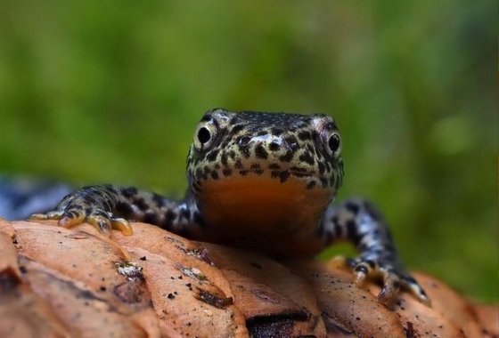 Alpenwatersalamander Frank Vassen