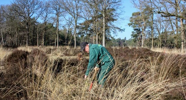 Vrijwilligerswerk op de heide in Beetsterzwaag