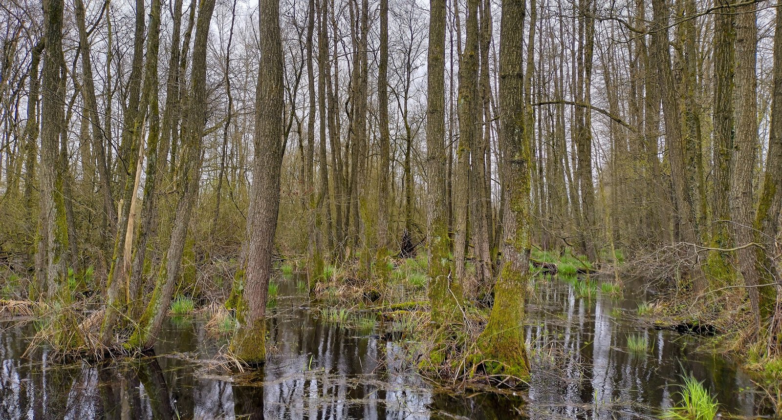 broekbos