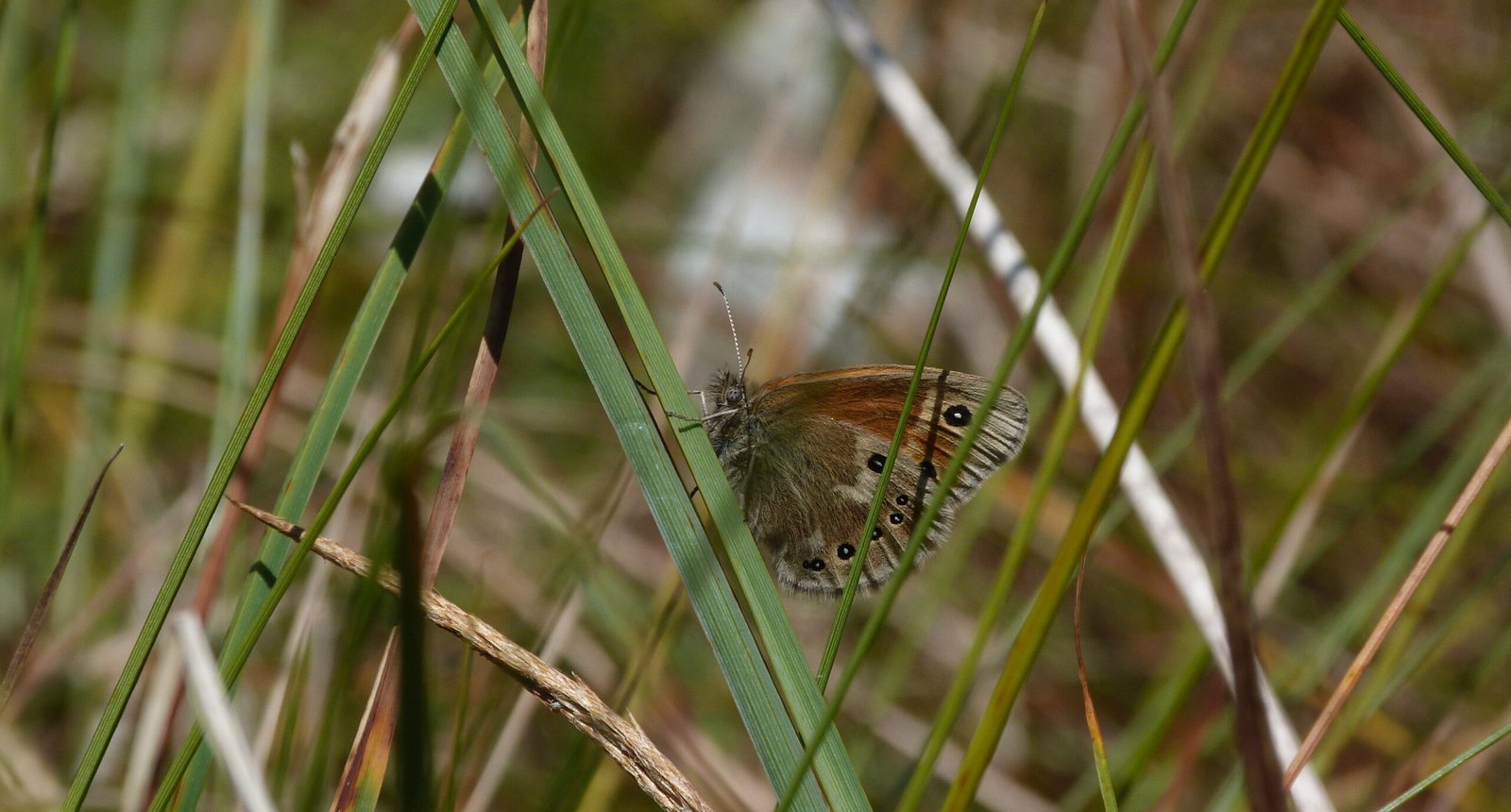 Veenhooibeestje-Coenonympha-tullia-scaled