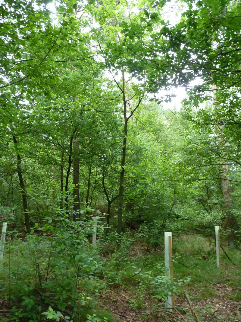 Eik in gemengd bos vrijgezet als toekomstboom