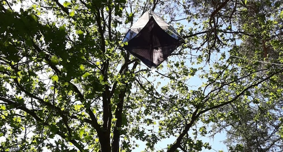 een-val-hoog-in-de-boomkroon-insecten-in-het-kronendak-header