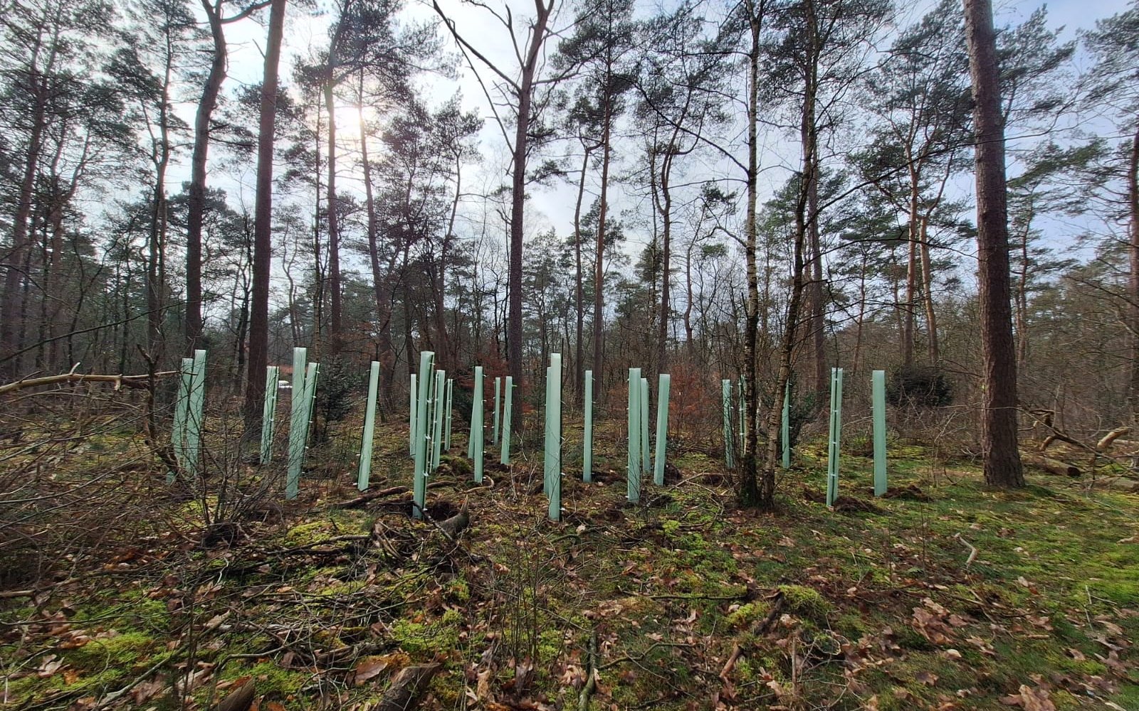 Beplanting met boomkokers