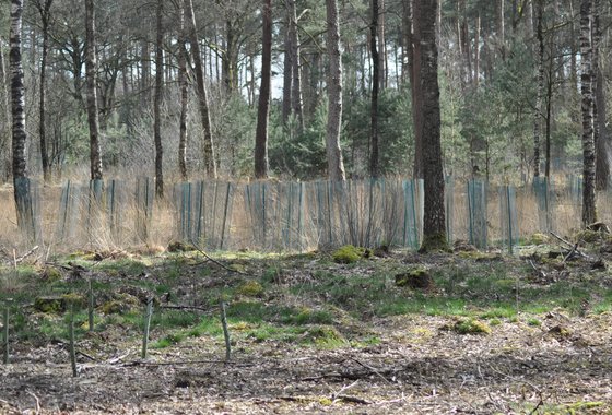 Landgoed Meuleman jonge aanplant