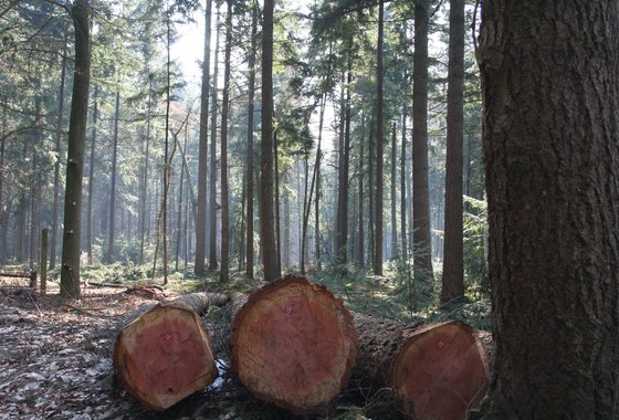 hout in het bos