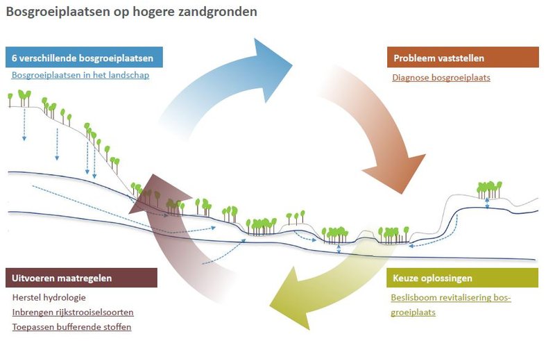 Bosgroeiplaatsen op hogere zandgronden