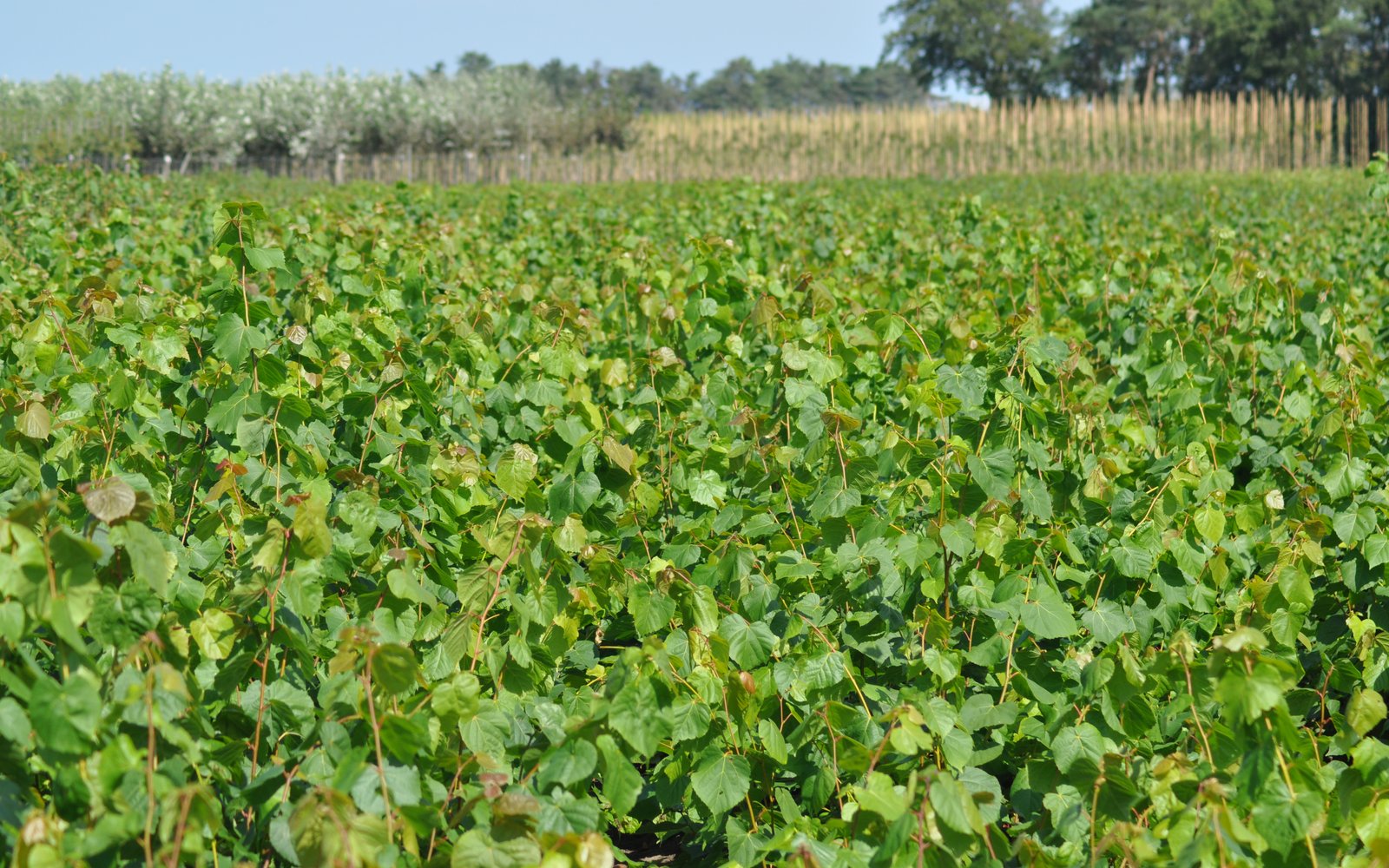 Linde bij NL Plants