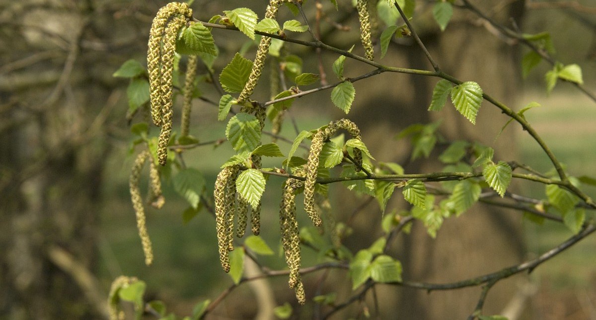 Betula-pendula-17-Ruwe-berk-Saxifraga-Willem-van-Kruijsbergen