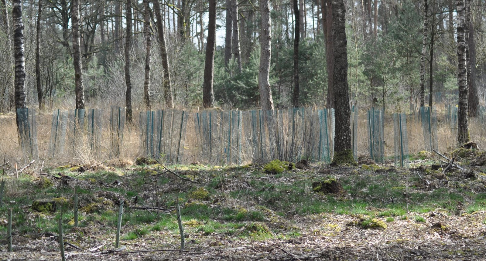 Landgoed Meuleman jonge aanplant