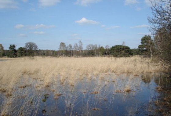 Zwartven wikimedia