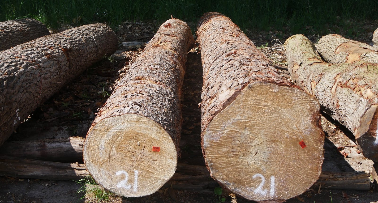 pinus sylvestrus grove den