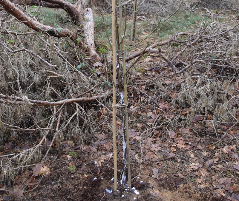 Naast het nutriëntenextraatje heeft de nieuwe aanplant ook de nodige bescherming gekregen tegen wild. Dit is een wezenlijk onderdeel van de strategie als de wilddruk in het gebied hoog is. Het witte spul op de stam is een soort pasta die de bast beschermt tegen vraatschade. De bamboestokken helpen veegschade te voorkomen (Bron: Martijn Griek)