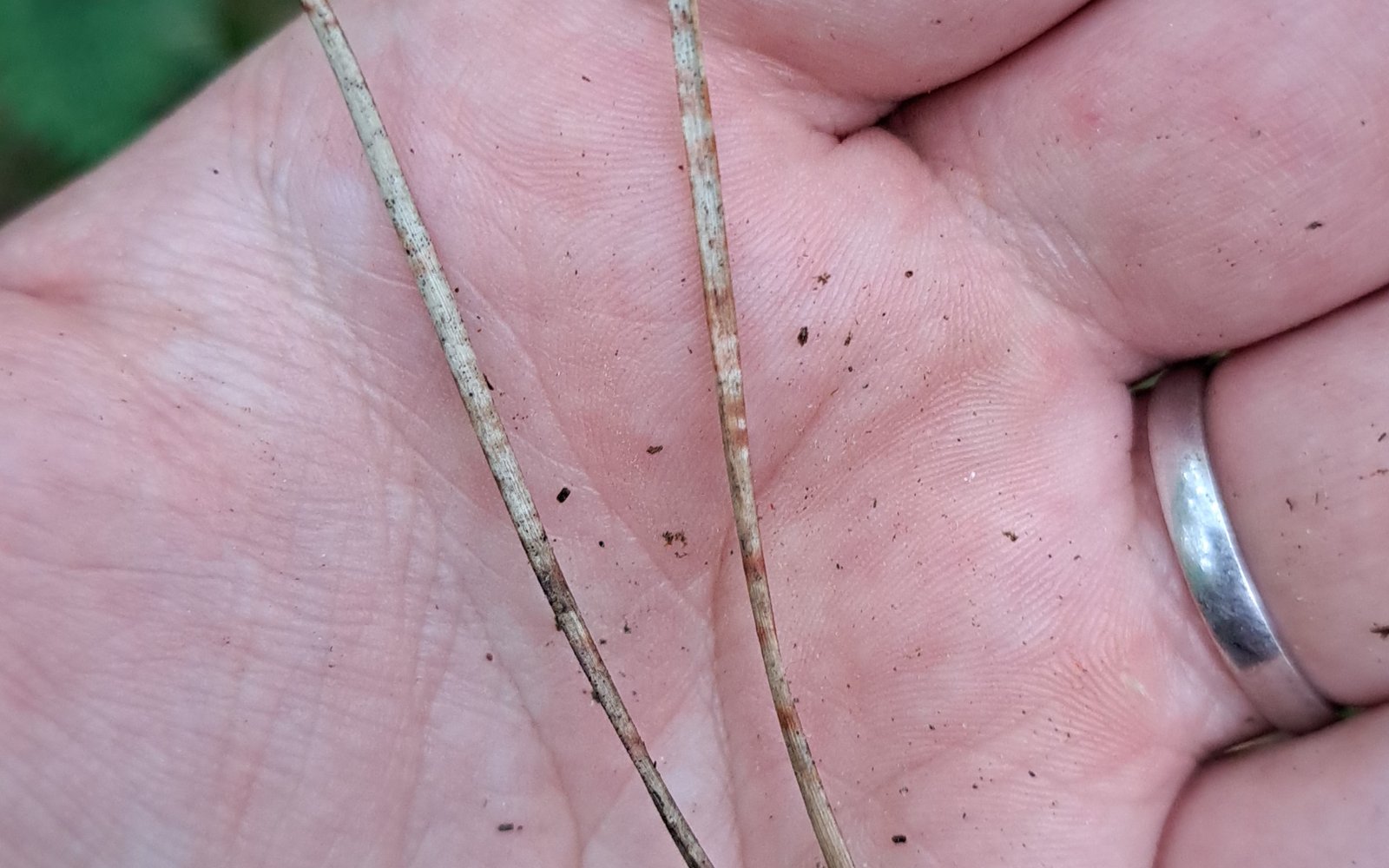 corsicaanse den rode bandjes