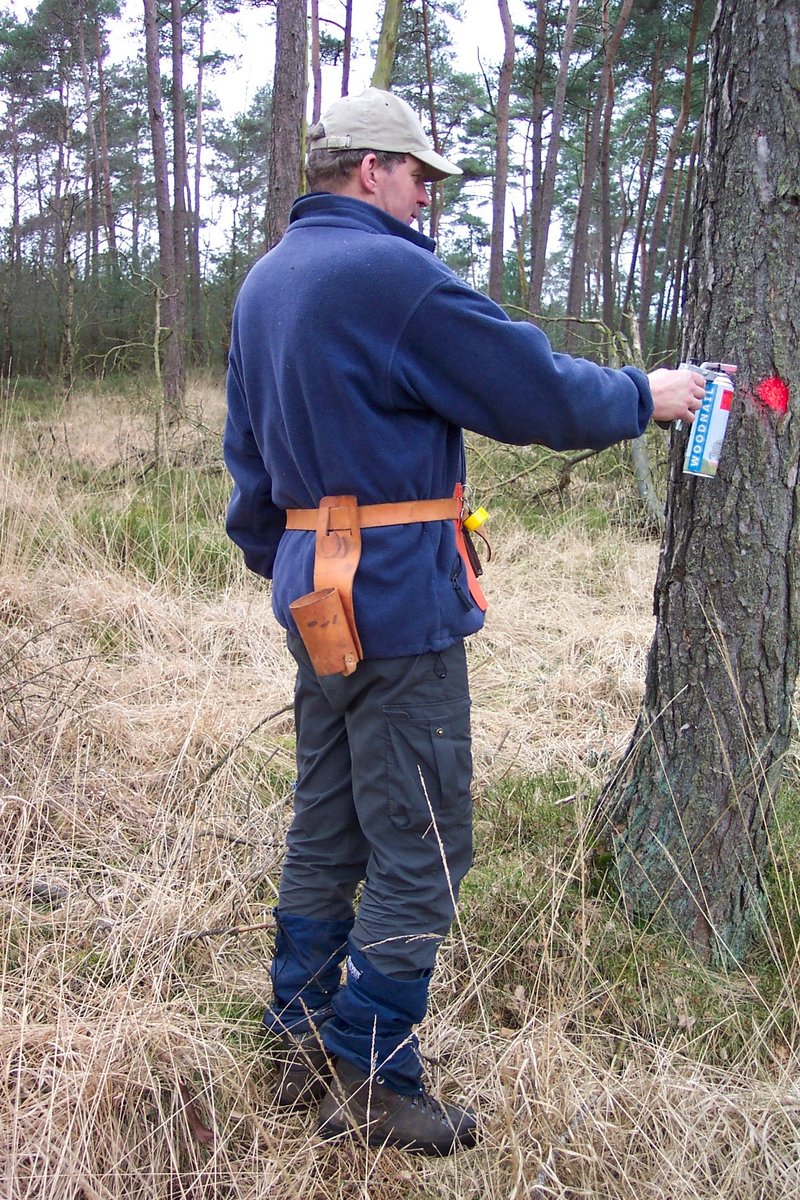 Medewerker blest een boom