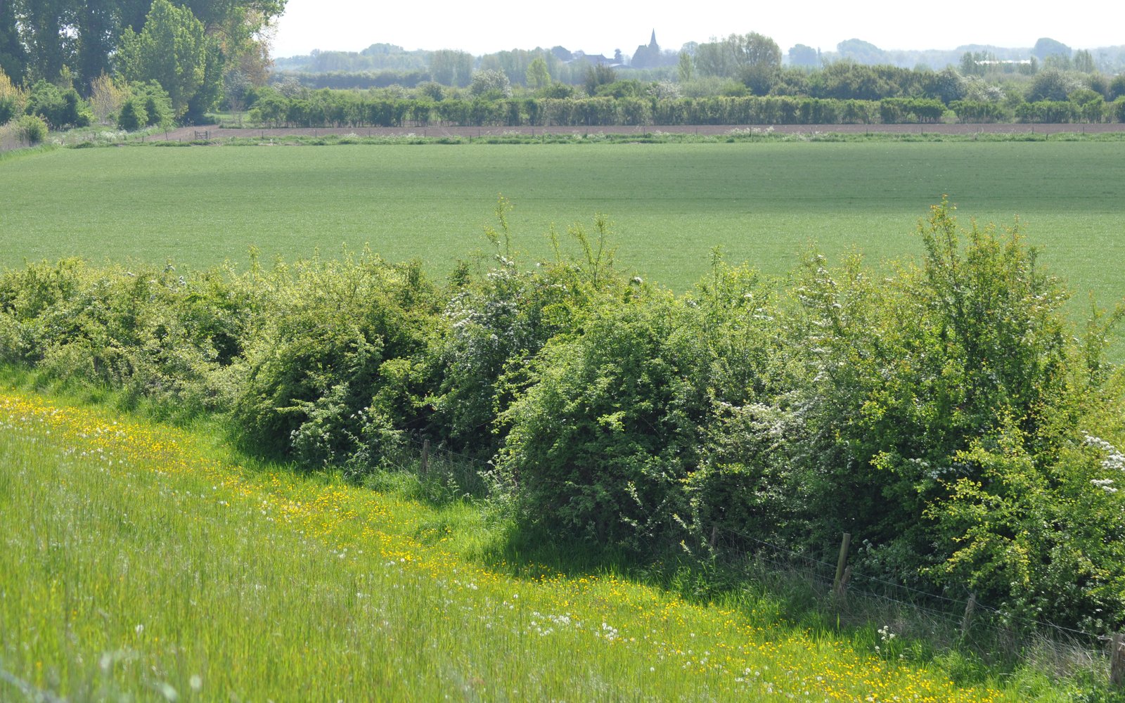 landschapselementen heggen - ooij