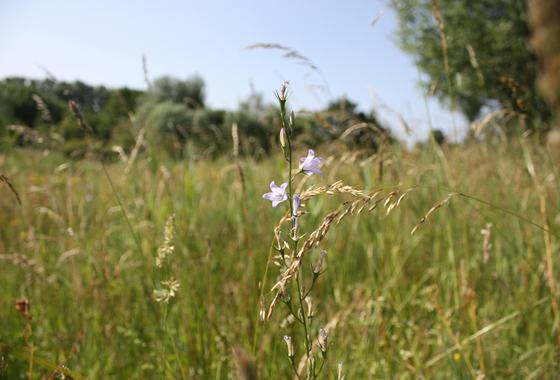 Grasklokje