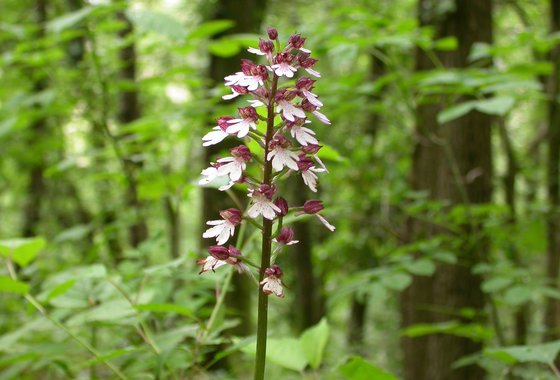 vochtig hakhout purperorchis