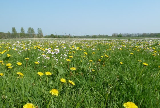 grasland