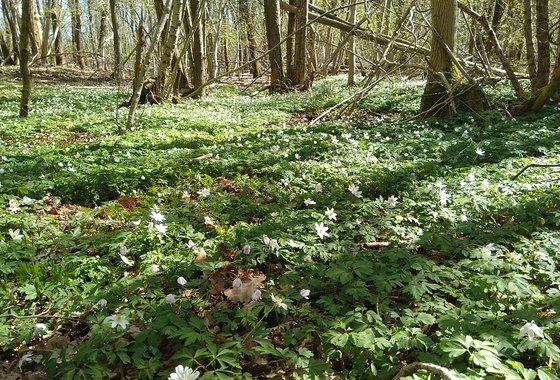 Rijk bos anemonen