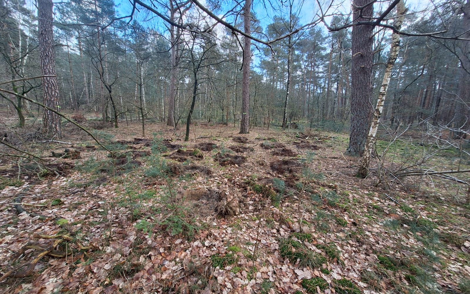voorgewoelde plantgaten