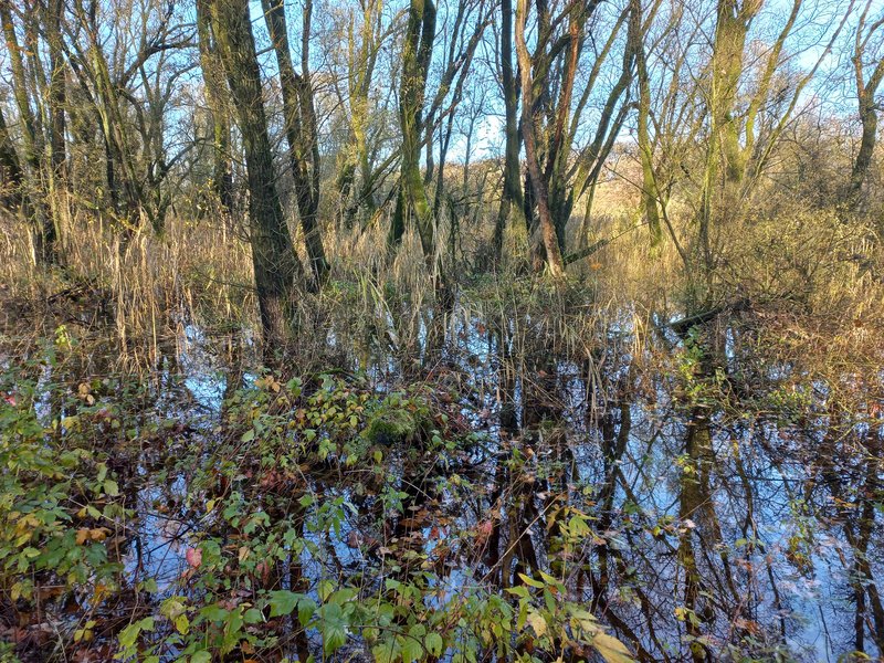 Het rivier- en beekbegeleidend bos in een natte periode, eind november 2023. Rond de jaarwisseling stond er zoveel water dat Arjan het gebied alleen met een kano kon betreden.