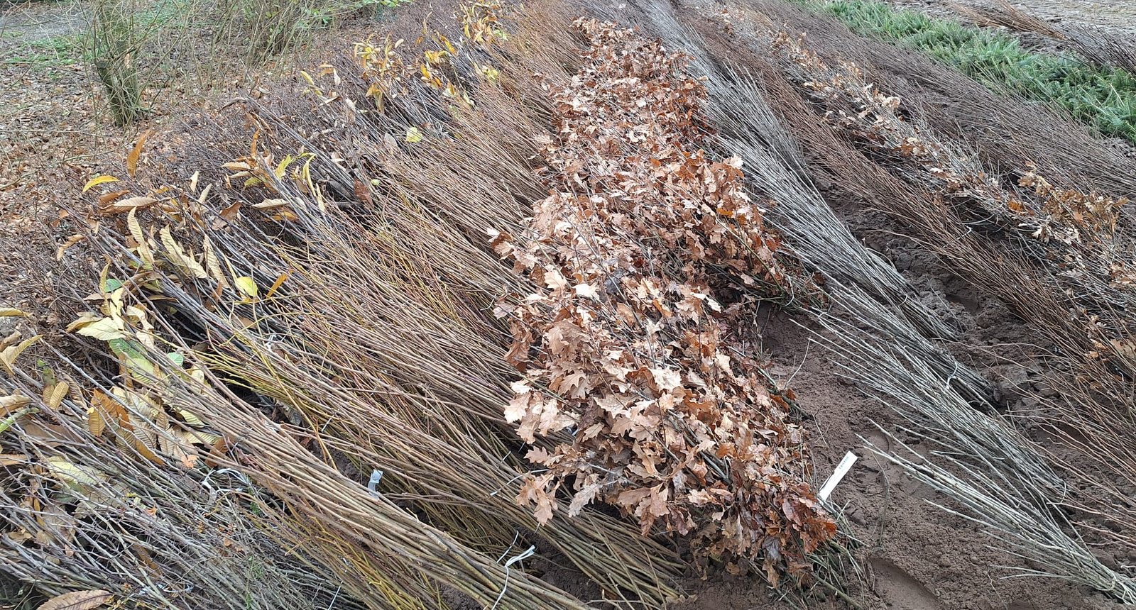 plantsoen diverse soorten