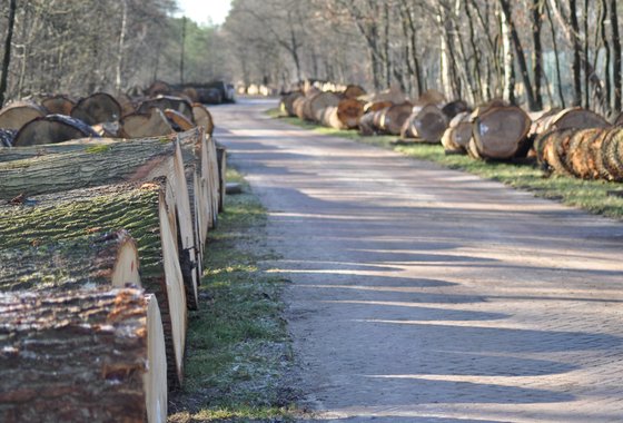 Kavelplaats rondhoutveiling 2023