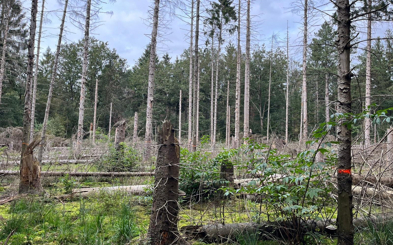 bosrevitalisering friesland