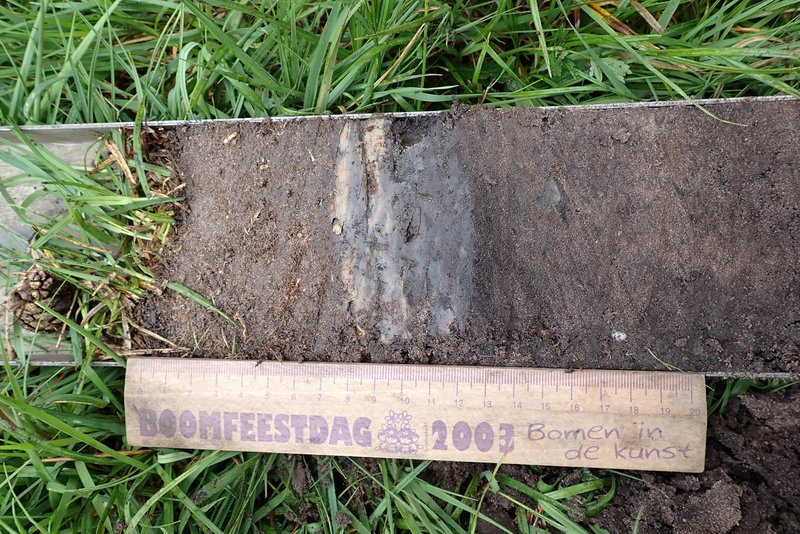 Bodemprofiel (0-20 cm) in de Leemputten met halverwege een gemorst kleilaagje. (Foto: Tim Termaat)