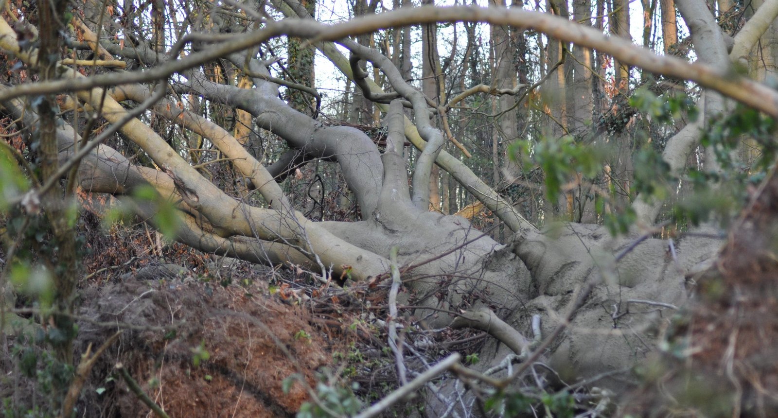omgevallen boom in bos