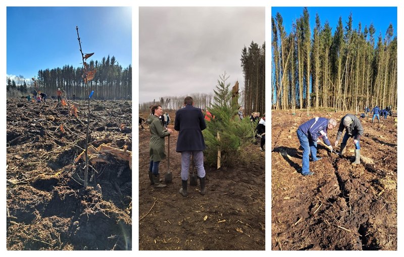 Vele handen maken licht werk; er is hard gewerkt om duizenden (veelal loof-)boompjes te planten. In het midden één van de mammoetbomen