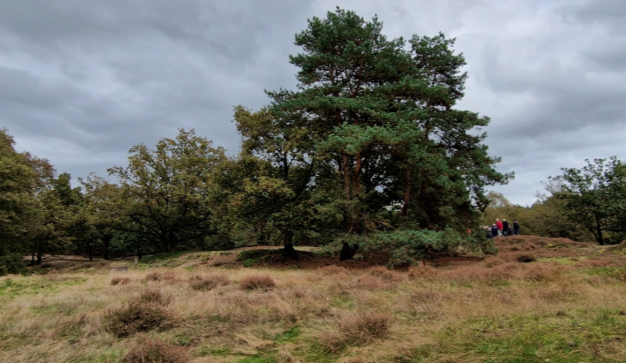 Swolgenheide