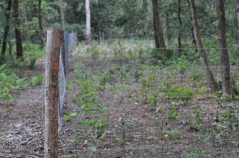 Een voorbeeld van een raster; bescherming tegen wildvraat.