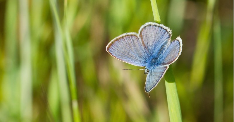 Heideblauwtje