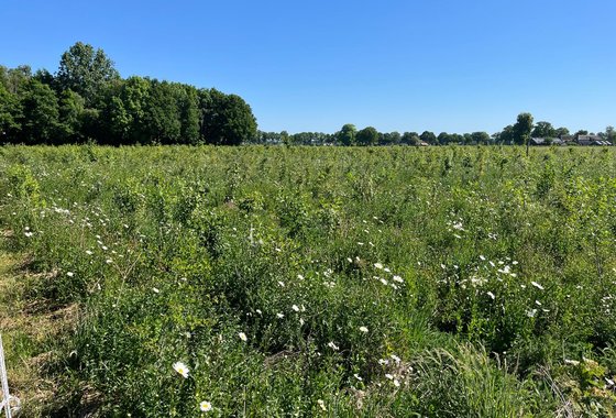 Bosaanplant op landbouwgrond