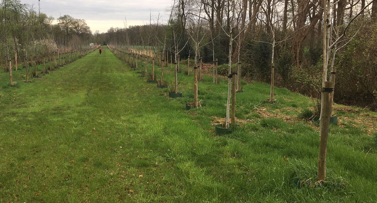 Aanplant Weleveld april 2024 dubbele rij walnoot uitsnede
