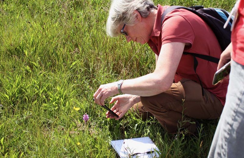 Ecoloog Marjolein van Os observeert een brede orchis in het schraalgrasland.