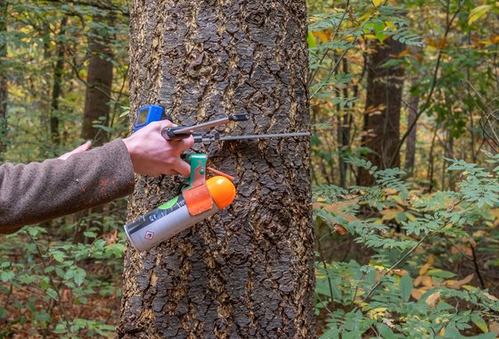 Werkzaamheden bos - meten