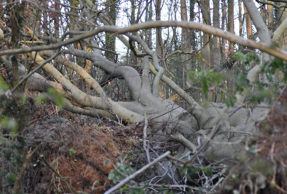 omgevallen boom in bos