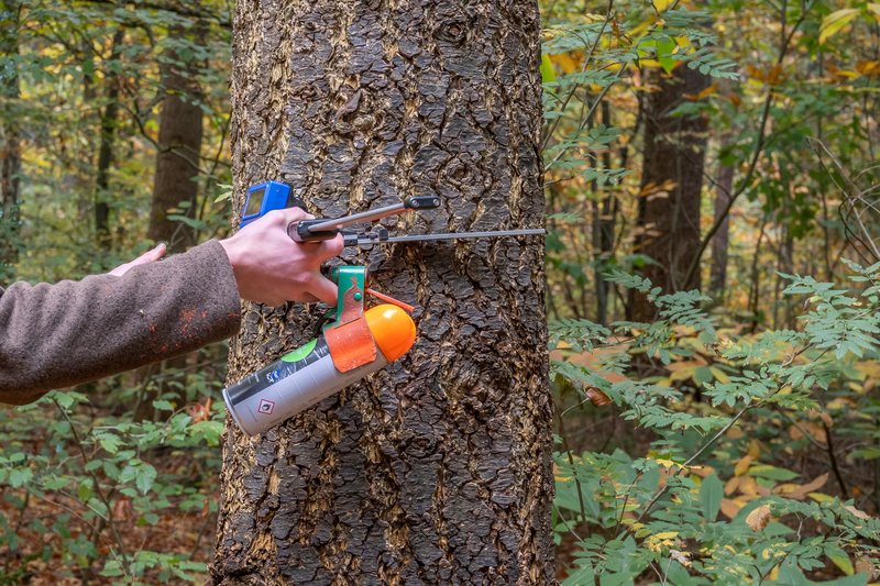 Het meten van de dikte van de stam, in dit geval een Douglas; onderdeel van de houtmeetkundige inventarisatie. (Foto: Marjolein den Hartog)