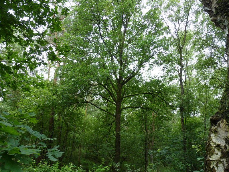 Grote eik in gemengd loofbos