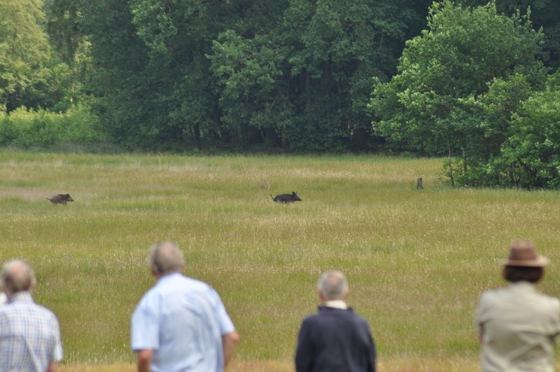 Wilde zwijnen in het Wisselse veen