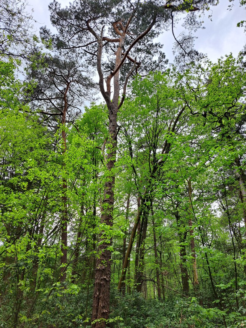 OAD Woudreus den in Wilmabos