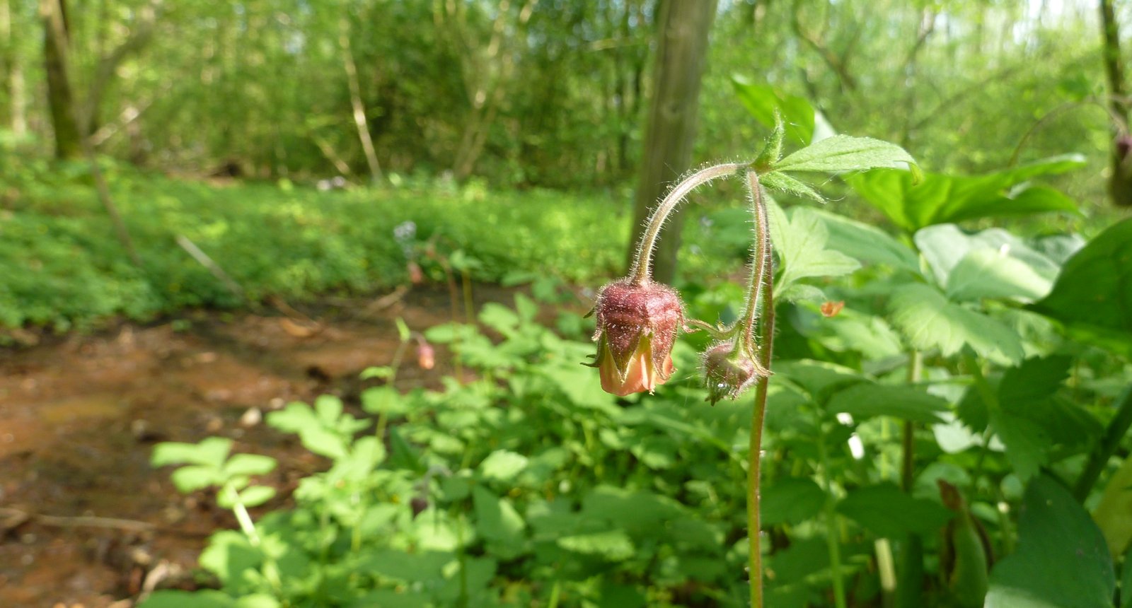 Knikkend nagelkruid - Jaap Bouwman