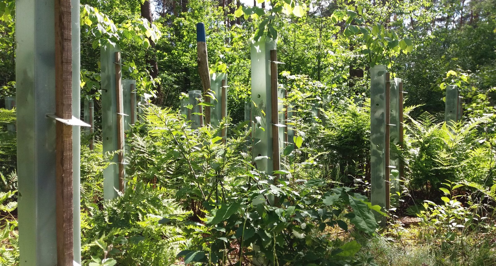 bosverjonging-scaled