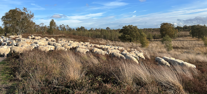 Schapen