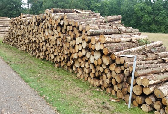 Bosbeheer en hout 3