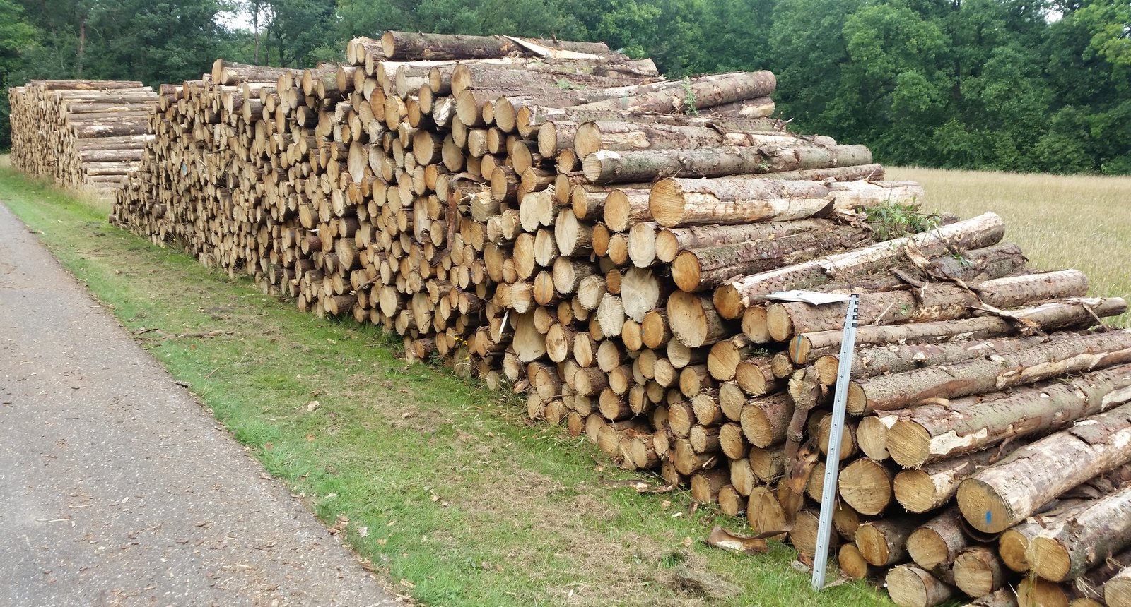 Bosbeheer en hout 3