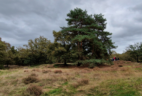 Swolgenheide